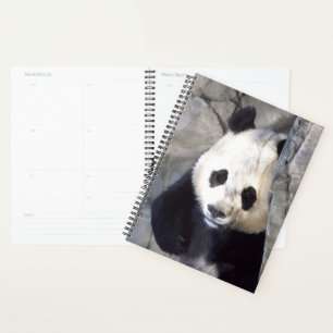 Panda Bear Planner