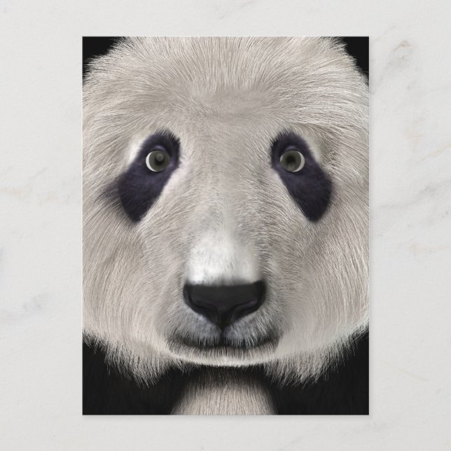 Panda Bear Postcard (Front)