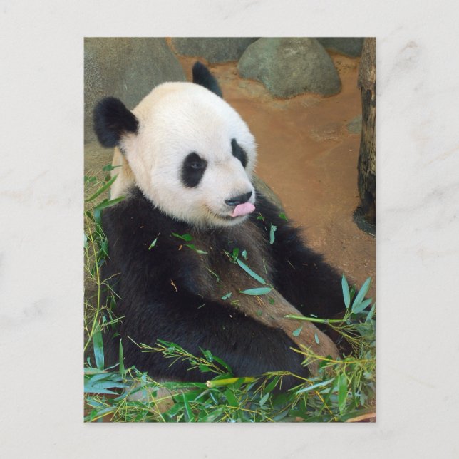 Panda Bear Postcard (Front)