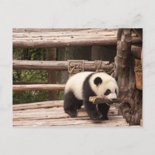 Panda Bear postcard