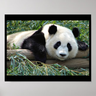Panda bear poster