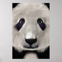 Panda Bear