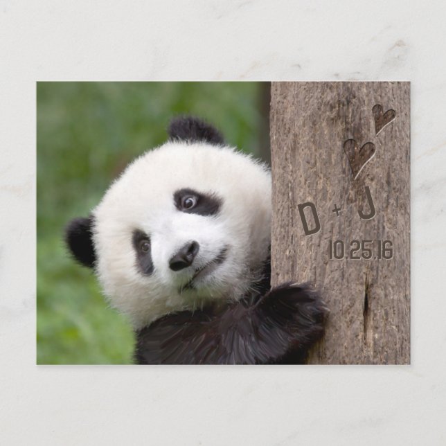 Panda Bear Save the Date Postcard (Front)