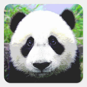 Panda Bear Square Sticker