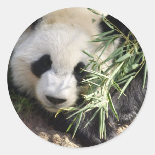 Panda Bear @ Zoo Atlanta Classic Round Sticker