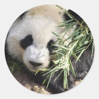 Panda Bear @ Zoo Atlanta Classic Round Sticker