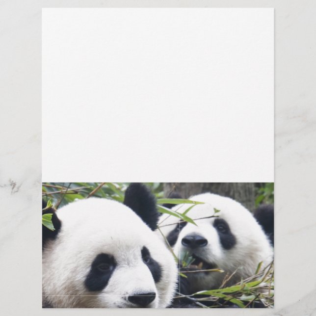 Panda Bears (Front)