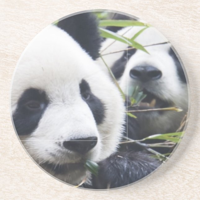 Panda Bears Coaster (Front)