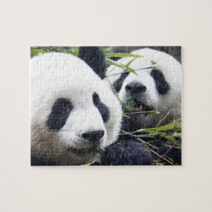 Panda Bears Jigsaw Puzzle