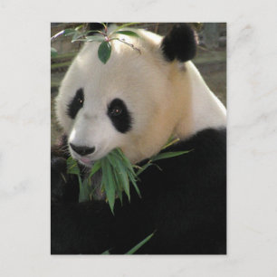 Panda Bears Postcard
