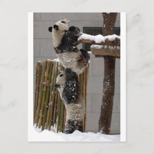 Panda Boost Postcard