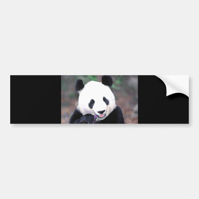 Panda Bumper Sticker (Front)