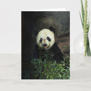 Panda Card