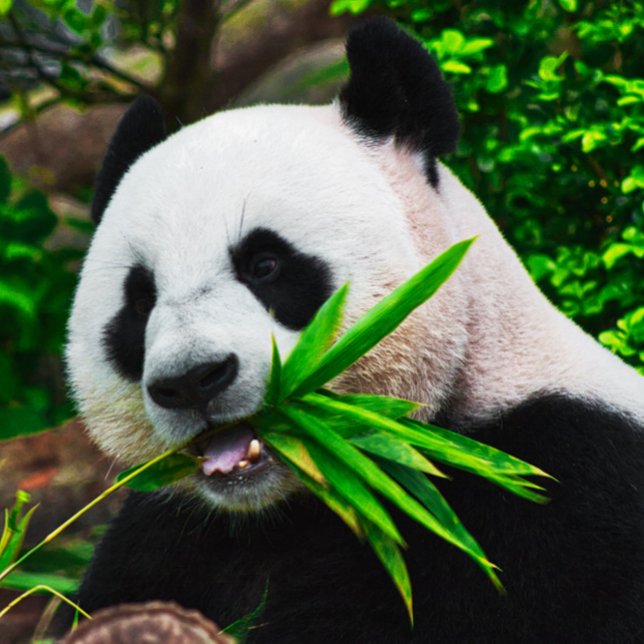 Panda Chewing on Bamboo Jigsaw Puzzle (Creator Uploaded)