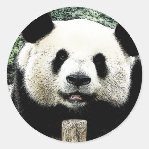 Panda Classic Round Sticker