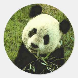 Panda Classic Round Sticker