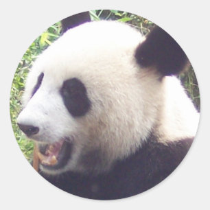 Panda Classic Round Sticker