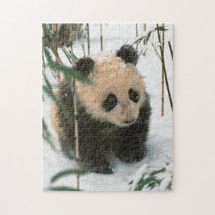 Panda cub on snow, Wolong, Sichuan, China Jigsaw Puzzle