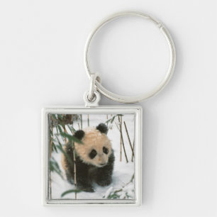 Panda cub on snow, Wolong, Sichuan, China Key Ring