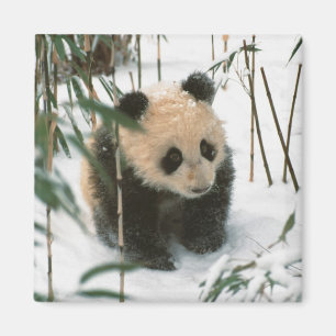 Panda cub on snow, Wolong, Sichuan, China Magnet