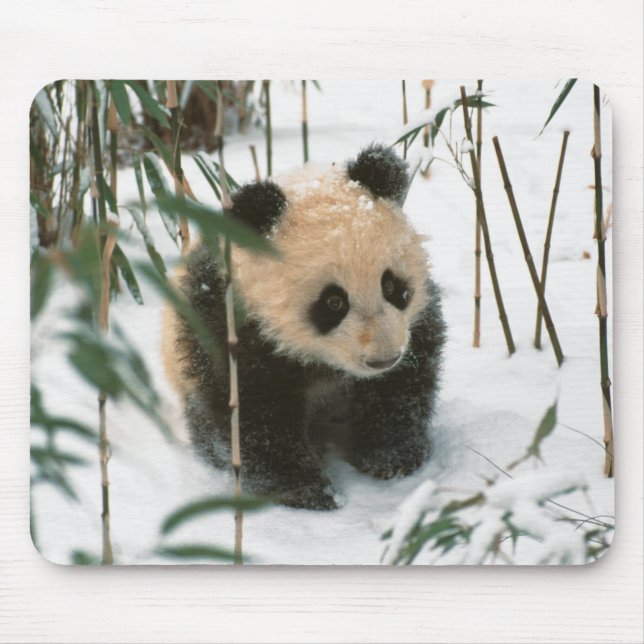 Panda cub on snow, Wolong, Sichuan, China Mouse Mat (Front)