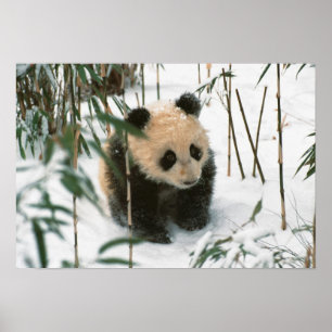 Panda cub on snow, Wolong, Sichuan, China Poster