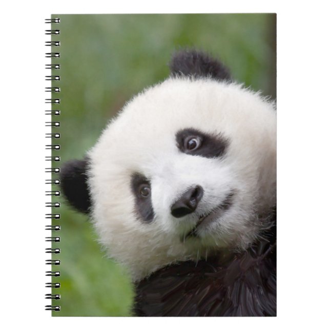 Panda cub painting notebook (Front)