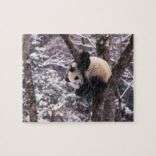 Panda cub playing on tree covered with snow, jigsaw puzzle