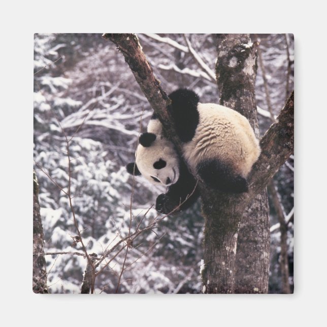 Panda cub playing on tree covered with snow, magnet (Front)