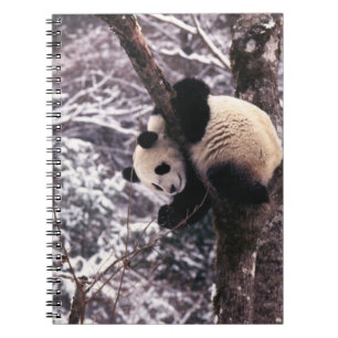 Panda cub playing on tree covered with snow, notebook