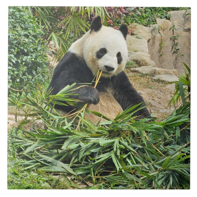 Panda eating bamboo ceramic tile (Front)