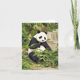 Panda eating bamboo greeting card