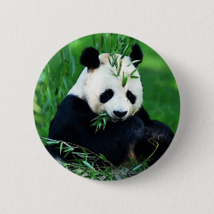 Panda Eating Leaves 6 Cm Round Badge