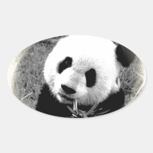 Panda Eyes Oval Sticker