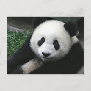 Panda face postcard