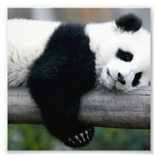 Panda Hugging Post Photo Print
