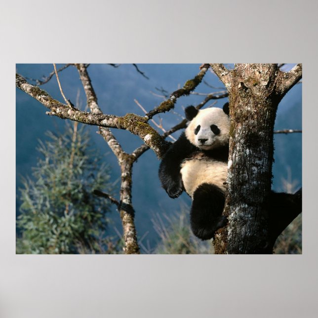 Panda In a tree poster 3 (Front)
