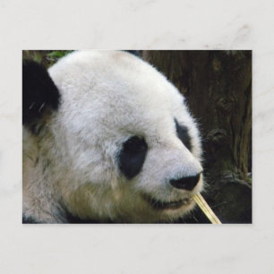 Panda Lookee-Loo Postcard