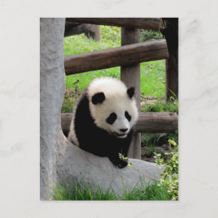 Panda Photograph Postcard