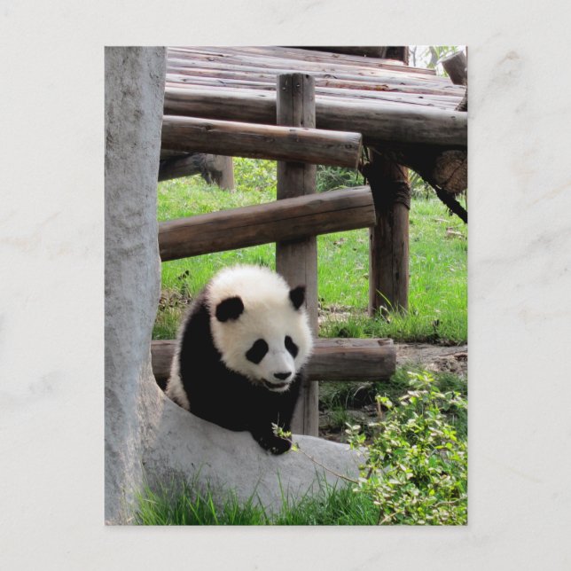 Panda Photograph Postcard (Front)