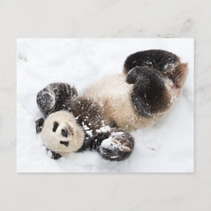 Panda Playing in the Snow Winter Photo Postcard
