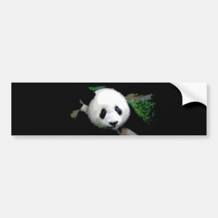 Panda Pop Art Bumper Sticker
