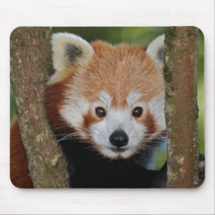 Panda Portrait Mousemat