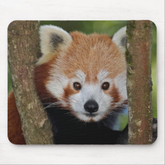 Panda Portrait Mousemat