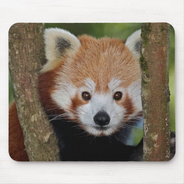 Panda Portrait Mousemat (Front)