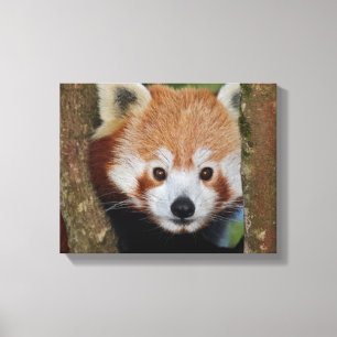 Panda Portrait Wrapped Canvas
