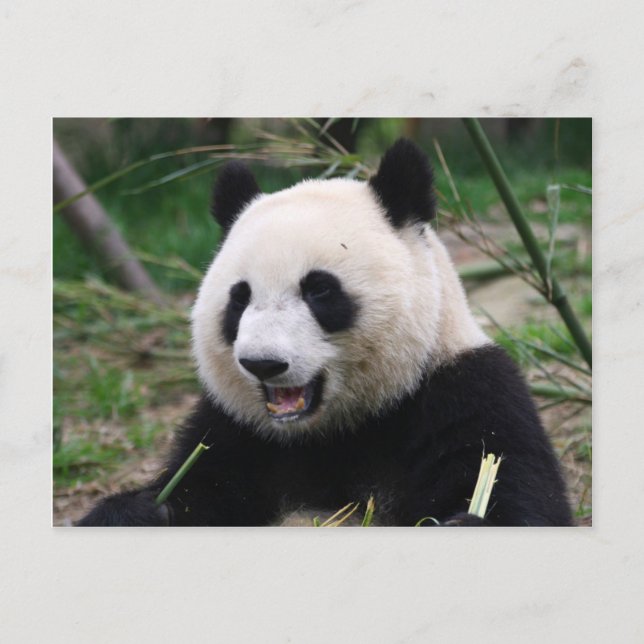 panda postcard (Front)