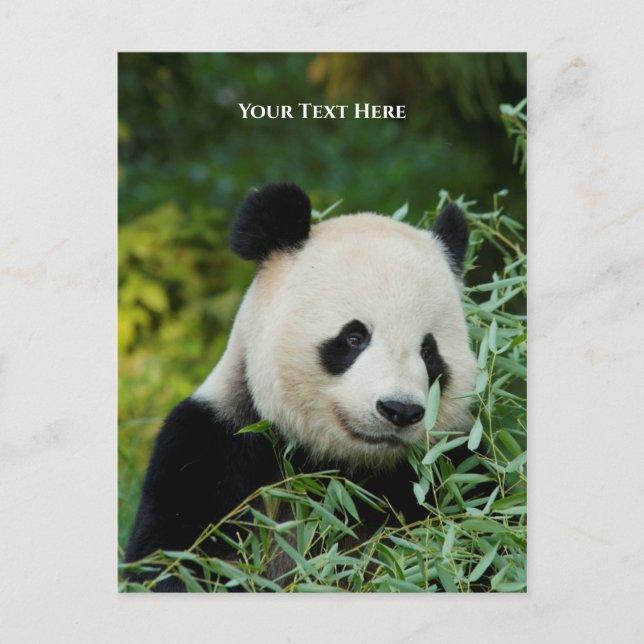 Panda Postcard (Front)