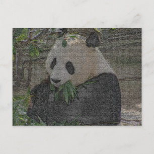 PANDA POSTCARD