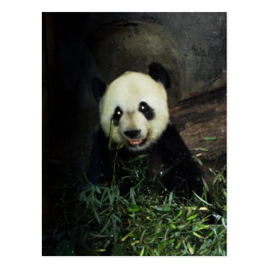 Panda Postcard